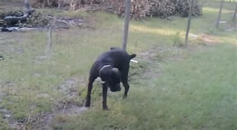 boxer dog peeing on electric fence|electric fence side effects on dogs.